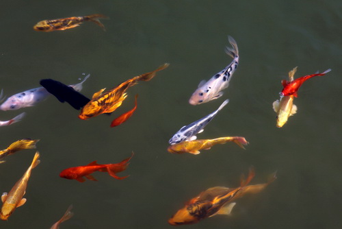 景觀(guān)魚(yú)池水處理設備--你要知道的景觀(guān)水處理系統的常見(jiàn)問(wèn)題！